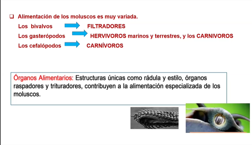 Biología de las especies acuícolas - Moluscos y crutáceos